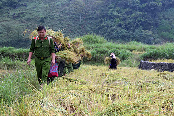 Công an tỉnh Điện Biên Phủ giúp dân thu hoạch lúa mùa
