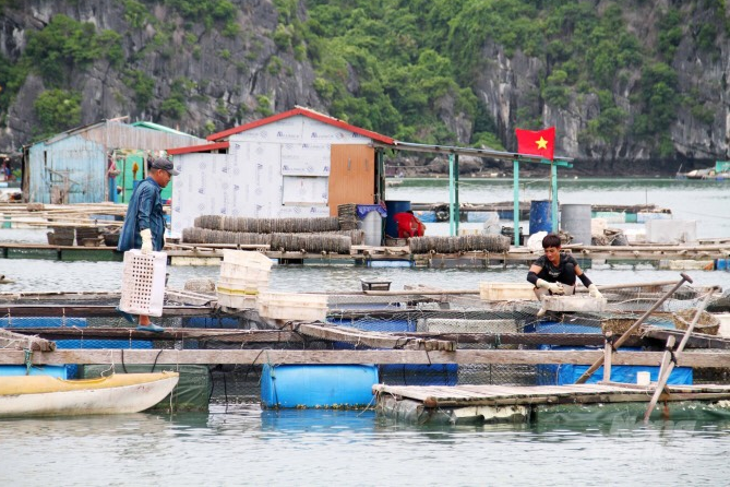 Hình ảnh thực tế hoạt động nuôi trồng thủy sản tại một số vịnh, đảo thuộc huyện Cát Hải